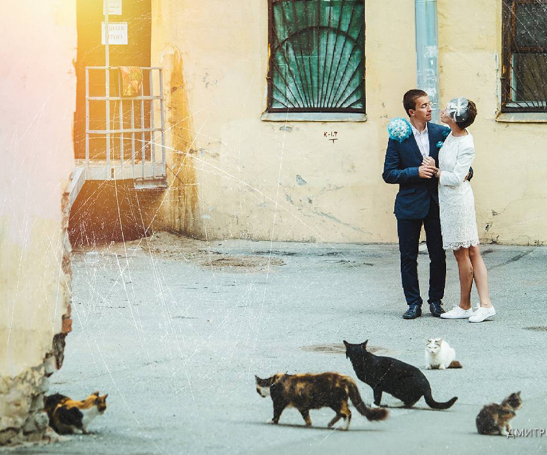 Коты на свадьбе в Петербурге - к счастью 

       ...